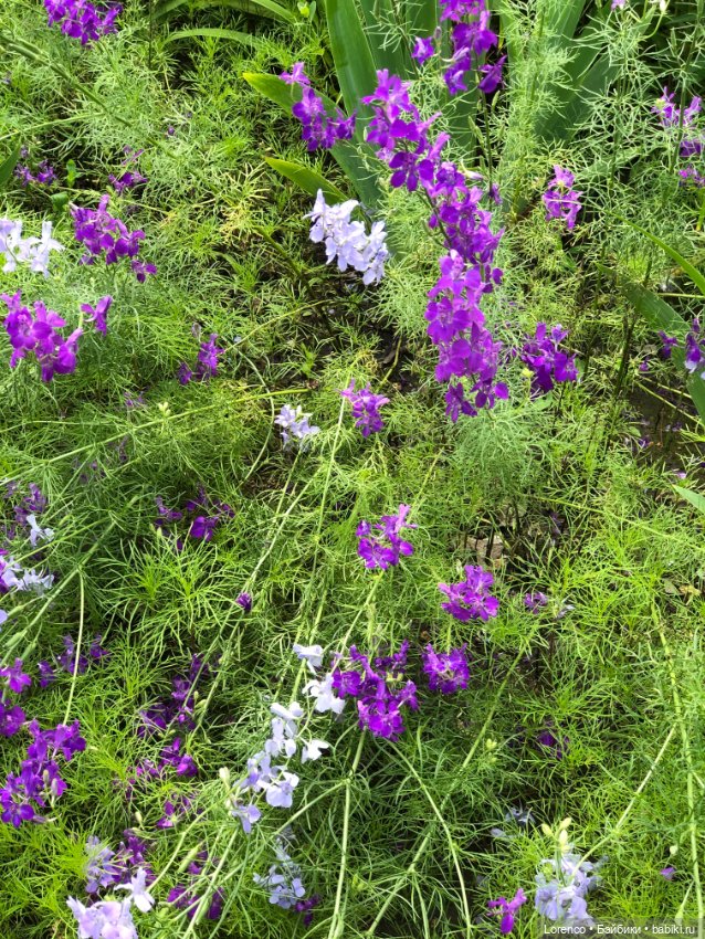 Летний спам — Болталка и разговоры обо всем: жизнь