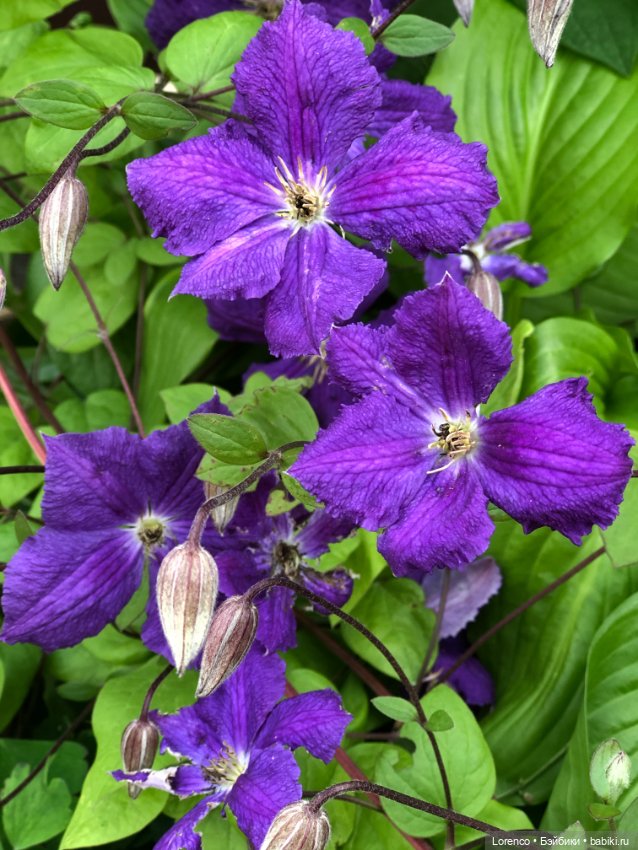 Летний спам — Болталка и разговоры обо всем: жизнь (фото 2)