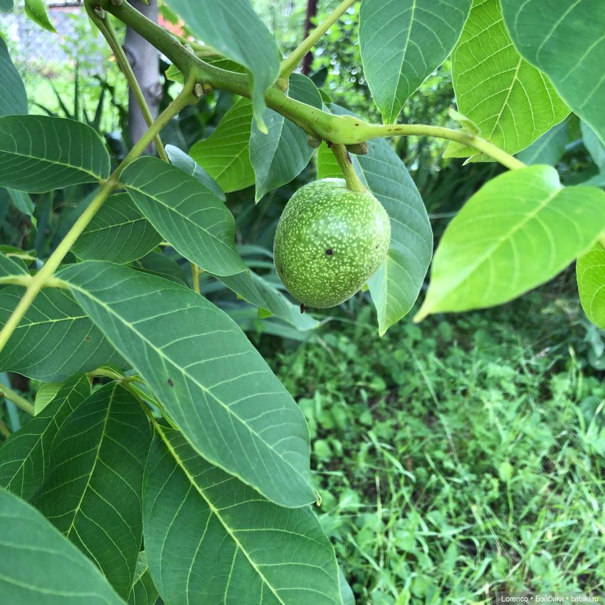 Летний спам — Болталка и разговоры обо всем: жизнь