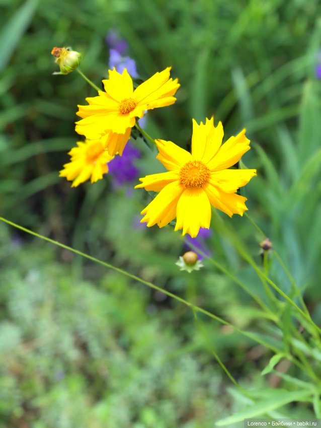 Летний спам — Болталка и разговоры обо всем: жизнь