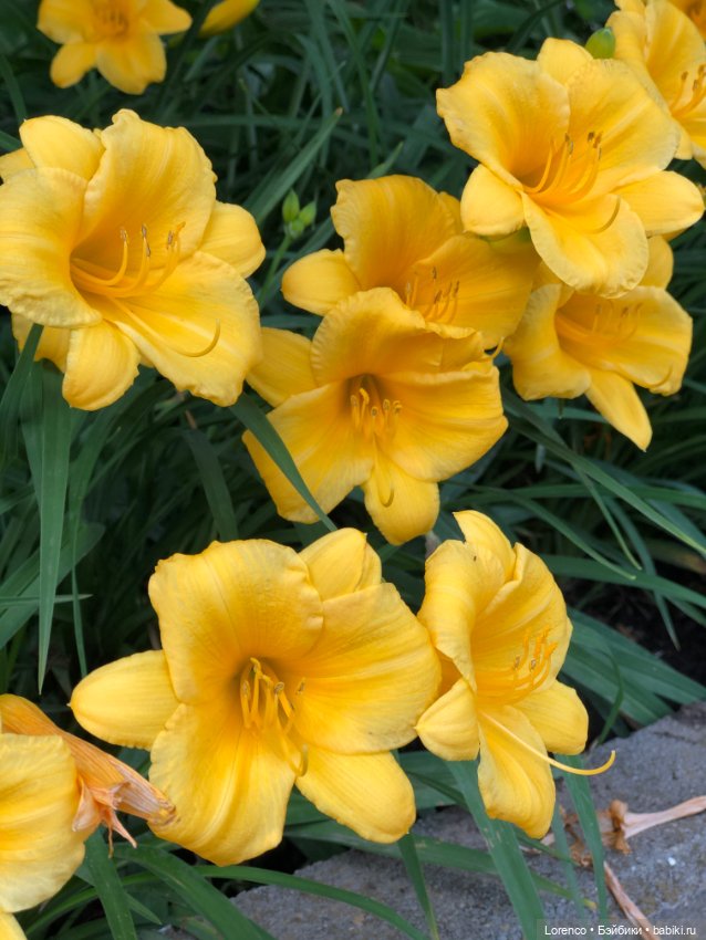 Летний спам — Болталка и разговоры обо всем: жизнь (фото 9)