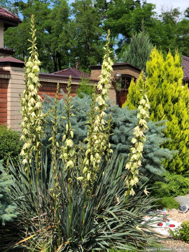 Летний спам — Болталка и разговоры обо всем: жизнь