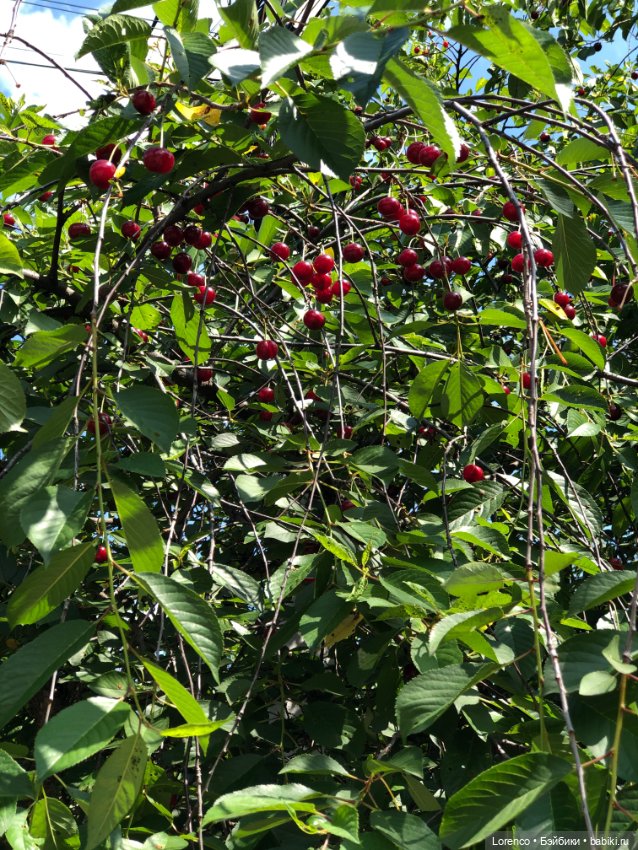 Летний спам — Болталка и разговоры обо всем: жизнь