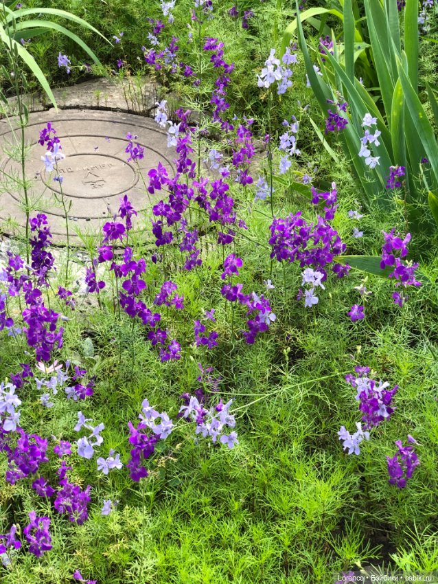 Летний спам — Болталка и разговоры обо всем: жизнь