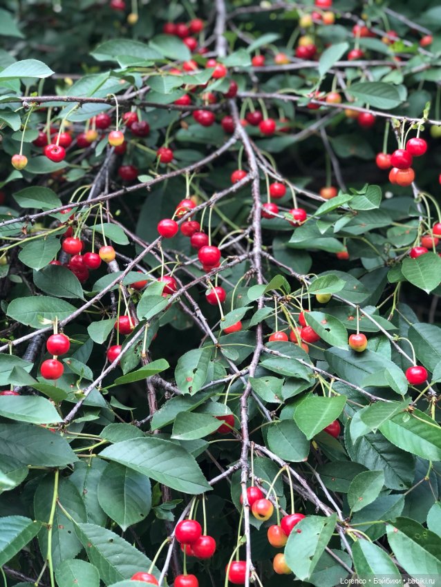 Летний спам — Болталка и разговоры обо всем: жизнь