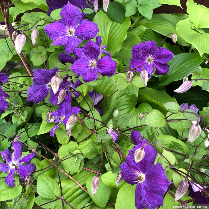 Летний спам — Болталка и разговоры обо всем: жизнь