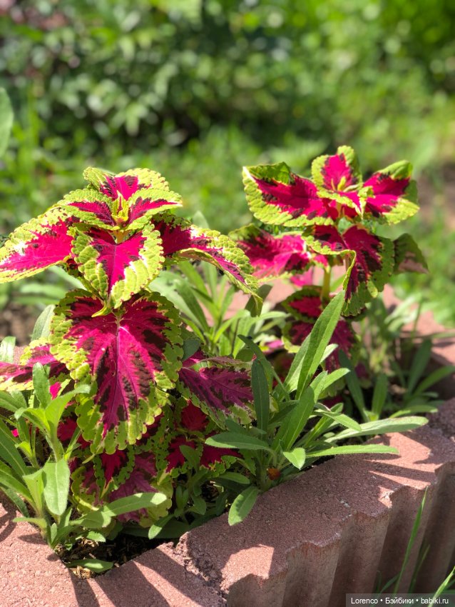 Летний спам — Болталка и разговоры обо всем: жизнь