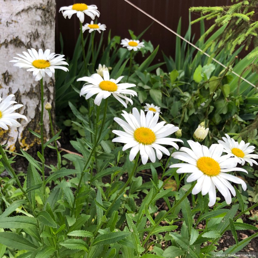Летний спам — Болталка и разговоры обо всем: жизнь (фото 4)
