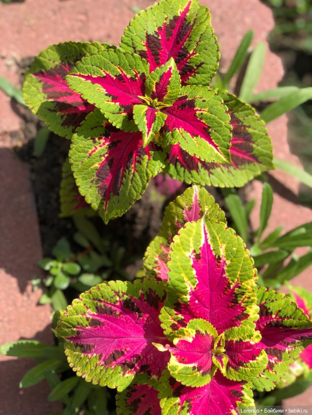 Летний спам — Болталка и разговоры обо всем: жизнь