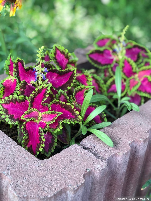 Летний спам — Болталка и разговоры обо всем: жизнь