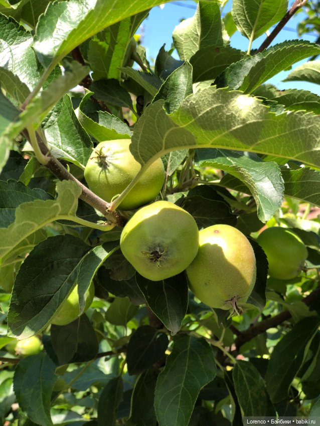 Летний спам — Болталка и разговоры обо всем: жизнь