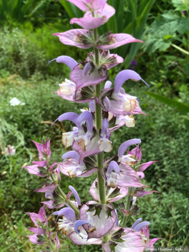 Летний спам — Болталка и разговоры обо всем: жизнь