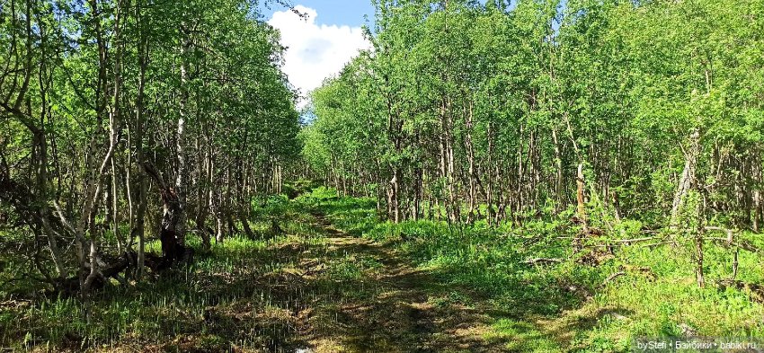 Выловили солнечный денёк 19.06.2021. Заполярье. Прогулка. Часть 2