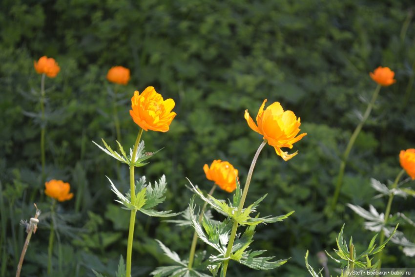 Выловили солнечный денёк 19.06.2021. Заполярье. Прогулка. Часть 5