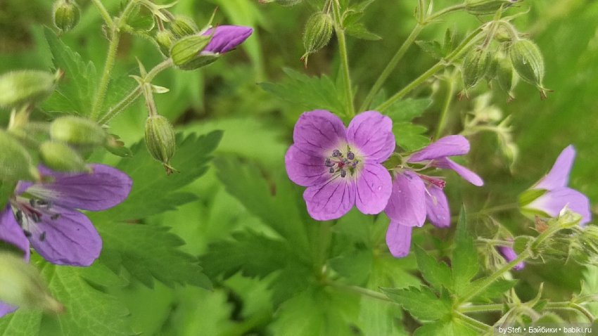Выловили солнечный денёк)) 19.06.2021. Заполярье. Прогулка. Часть 4