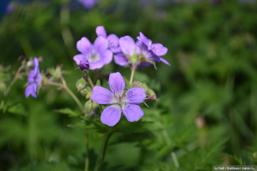Выловили солнечный денёк 19.06.2021. Заполярье. Прогулка. Часть 6. Заключительная