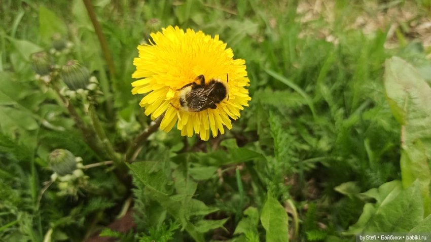 Выловили солнечный денёк)) 19.06.2021. Заполярье. Прогулка. Часть 4