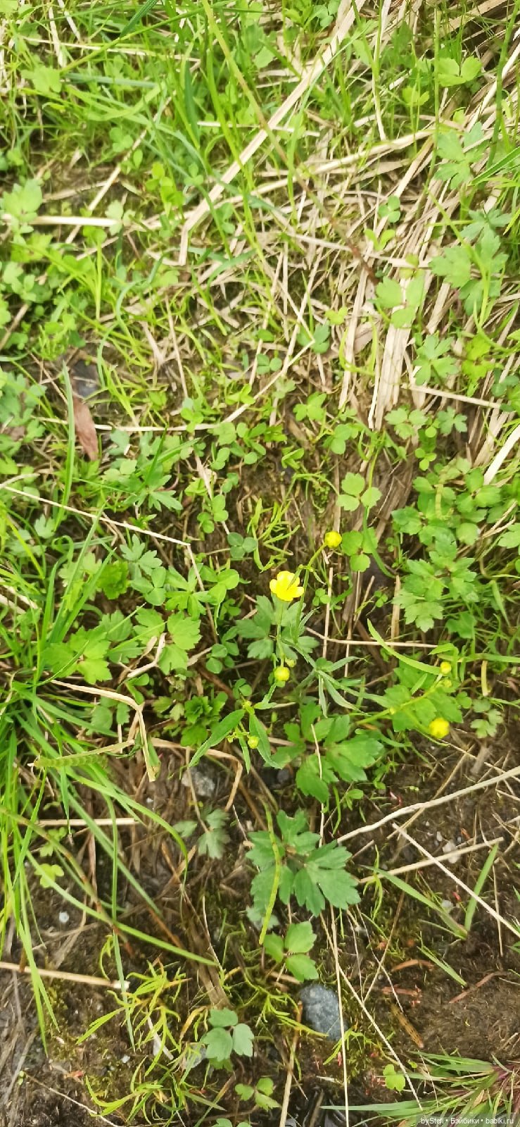 Выловили солнечный денёк)) 19.06.2021. Заполярье. Прогулка. Часть 4