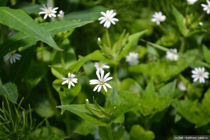 Выловили солнечный денёк 19.06.2021. Заполярье. Прогулка. Часть 6. Заключительная