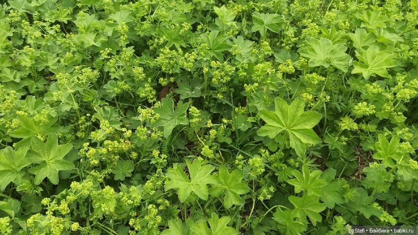 Выловили солнечный денёк)) 19.06.2021. Заполярье. Прогулка. Часть 4