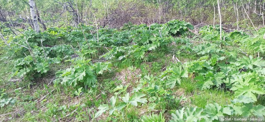 Выловили солнечный денёк 19.06.2021. Заполярье. Прогулка. Часть 3 (фото 4)