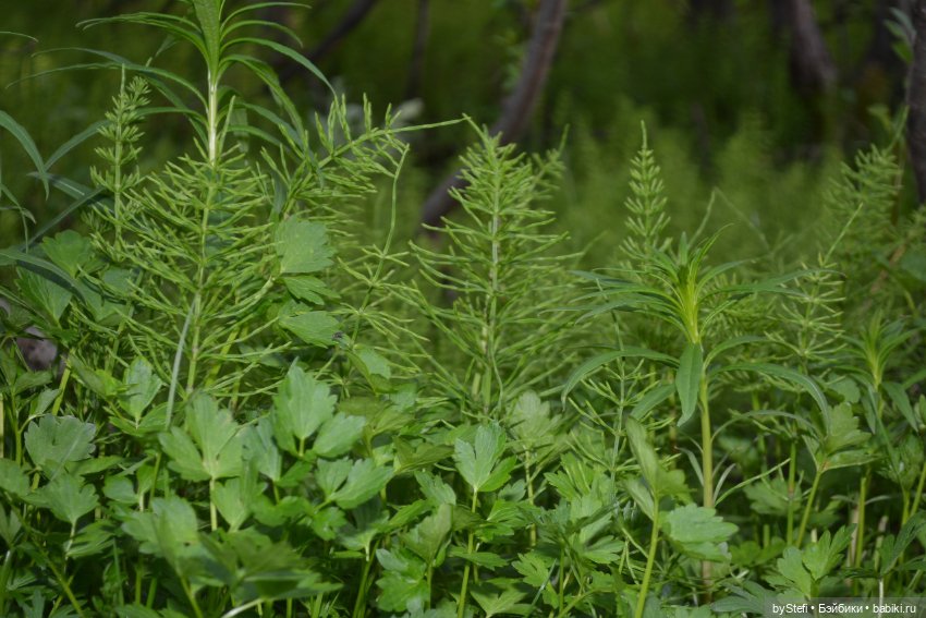 Выловили солнечный денёк 19.06.2021. Заполярье. Прогулка. Часть 5
