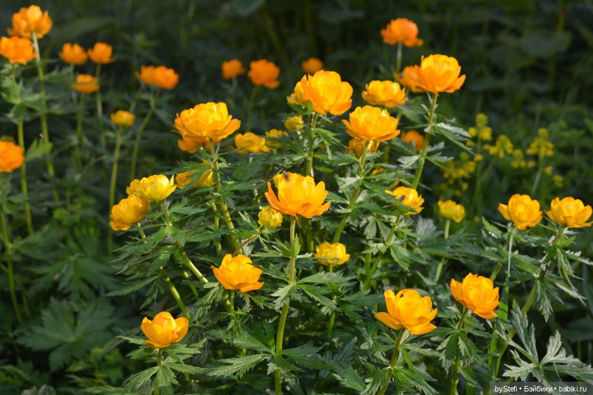 Выловили солнечный денёк 19.06.2021. Заполярье. Прогулка. Часть 6. Заключительная (фото 4)