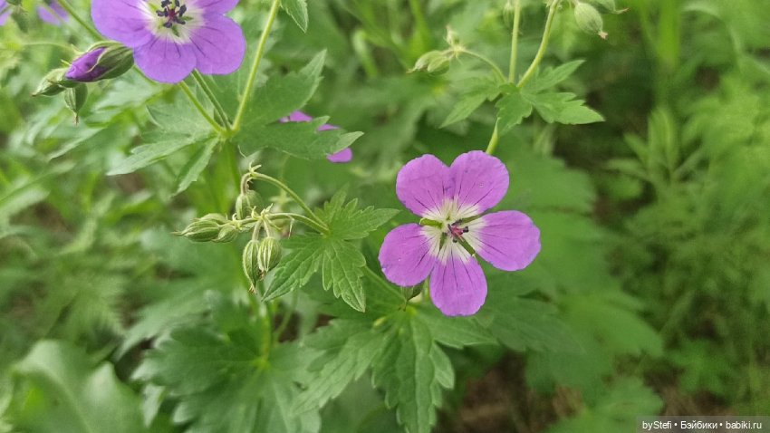 Выловили солнечный денёк)) 19.06.2021. Заполярье. Прогулка. Часть 4
