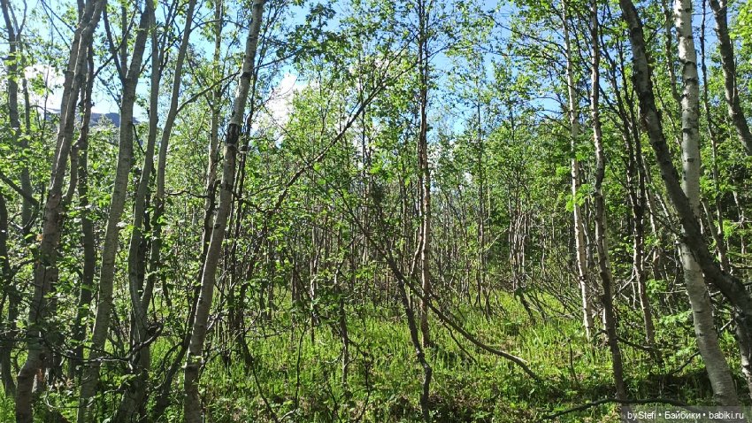 Выловили солнечный денёк 19.06.2021. Заполярье. Прогулка. Часть 2