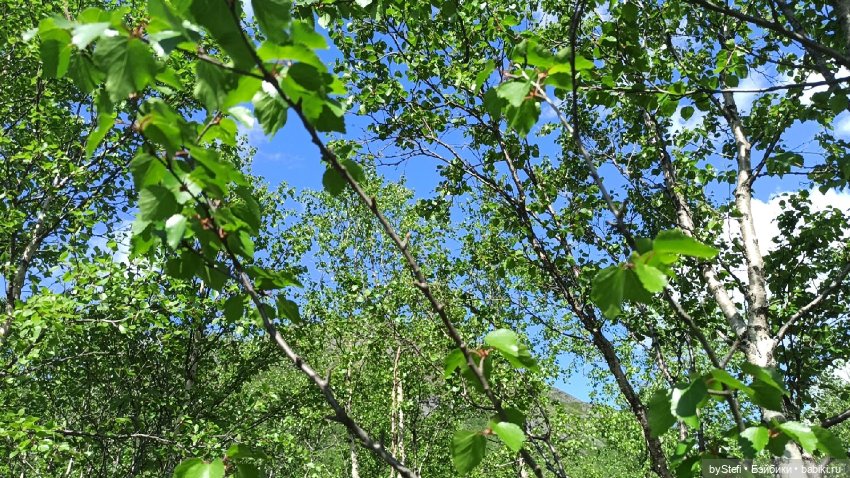 Выловили солнечный денёк 19.06.2021. Заполярье. Прогулка. Часть 1