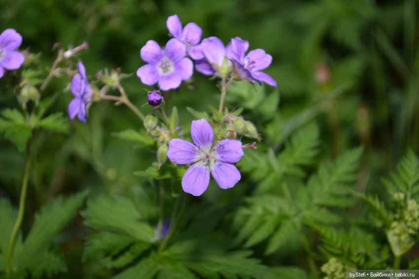 Выловили солнечный денёк 19.06.2021. Заполярье. Прогулка. Часть 6. Заключительная