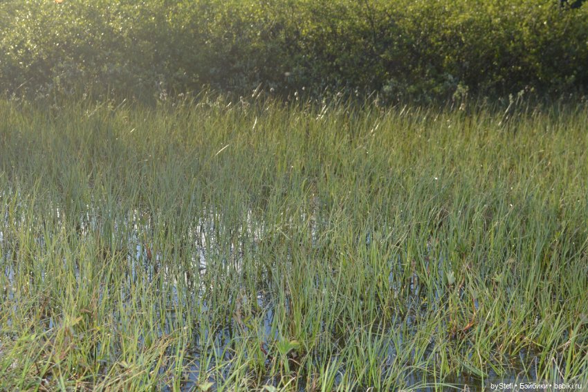 Выловили солнечный денёк 19.06.2021. Заполярье. Прогулка. Часть 5