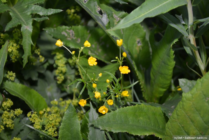 Выловили солнечный денёк 19.06.2021. Заполярье. Прогулка. Часть 6. Заключительная