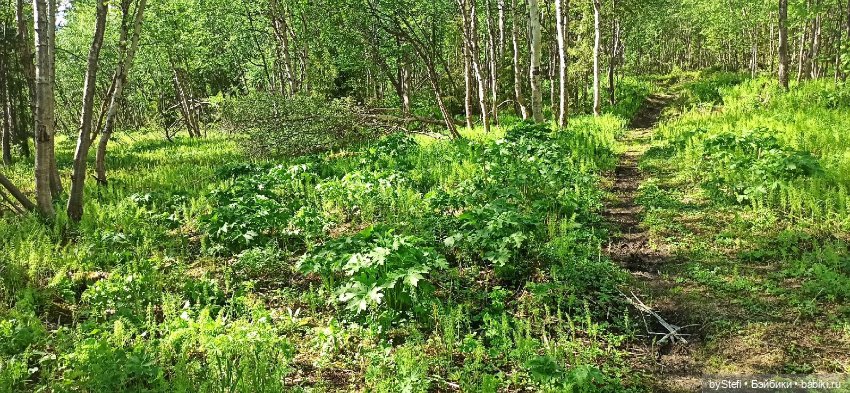 Выловили солнечный денёк 19.06.2021. Заполярье. Прогулка. Часть 2