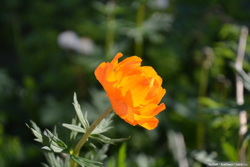 Выловили солнечный денёк 19.06.2021. Заполярье. Прогулка. Часть 5