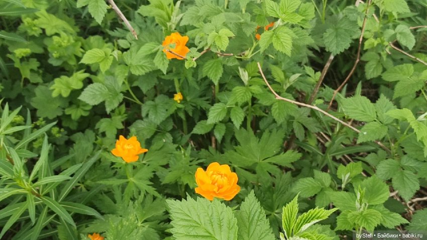 Выловили солнечный денёк)) 19.06.2021. Заполярье. Прогулка. Часть 4