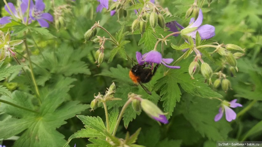 Выловили солнечный денёк)) 19.06.2021. Заполярье. Прогулка. Часть 4