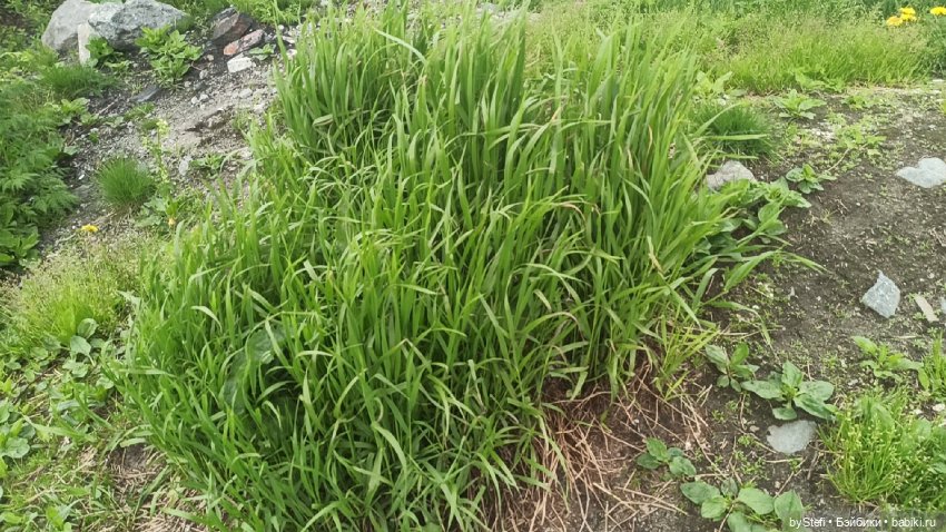 Выловили солнечный денёк)) 19.06.2021. Заполярье. Прогулка. Часть 4