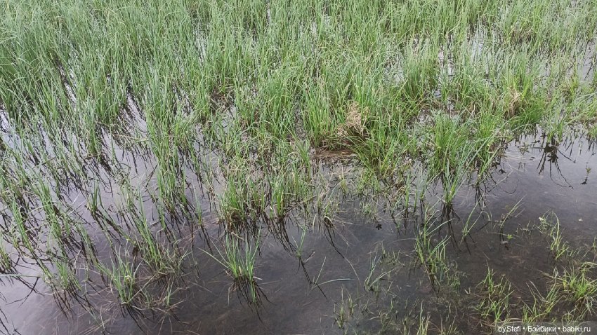 Выловили солнечный денёк)) 19.06.2021. Заполярье. Прогулка. Часть 4