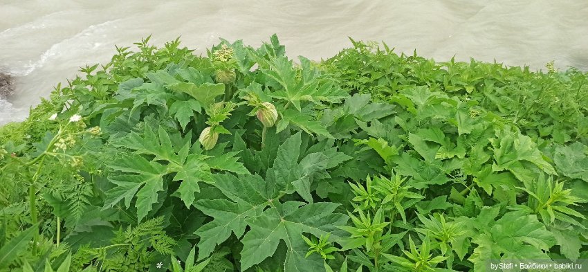 Выловили солнечный денёк)) 19.06.2021. Заполярье. Прогулка. Часть 4