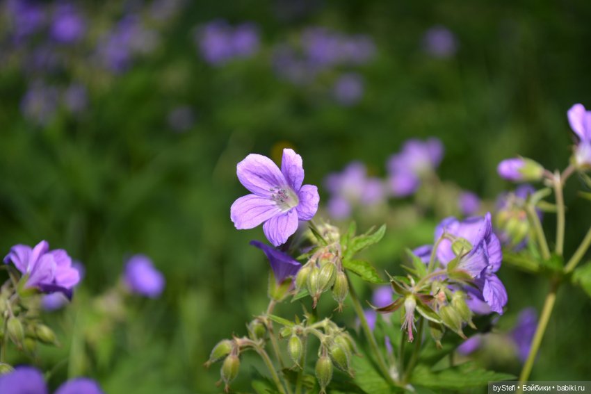 Выловили солнечный денёк 19.06.2021. Заполярье. Прогулка. Часть 6. Заключительная