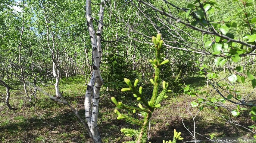 Выловили солнечный денёк 19.06.2021. Заполярье. Прогулка. Часть 1