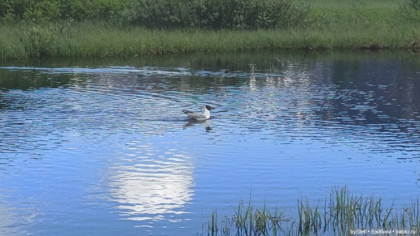 Выловили солнечный денёк)) 19.06.2021. Заполярье. Прогулка. Часть 4 (фото 3)