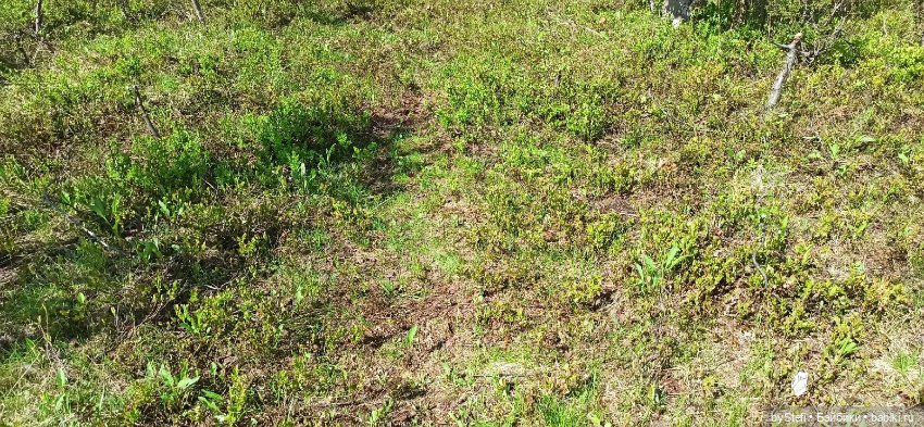 Выловили солнечный денёк 19.06.2021. Заполярье. Прогулка. Часть 1