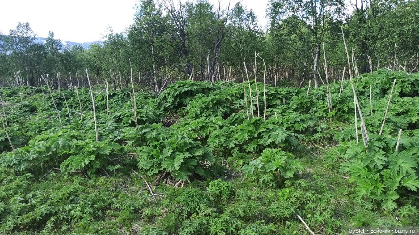 Выловили солнечный денёк 19.06.2021. Заполярье. Прогулка. Часть 3 (фото 6)