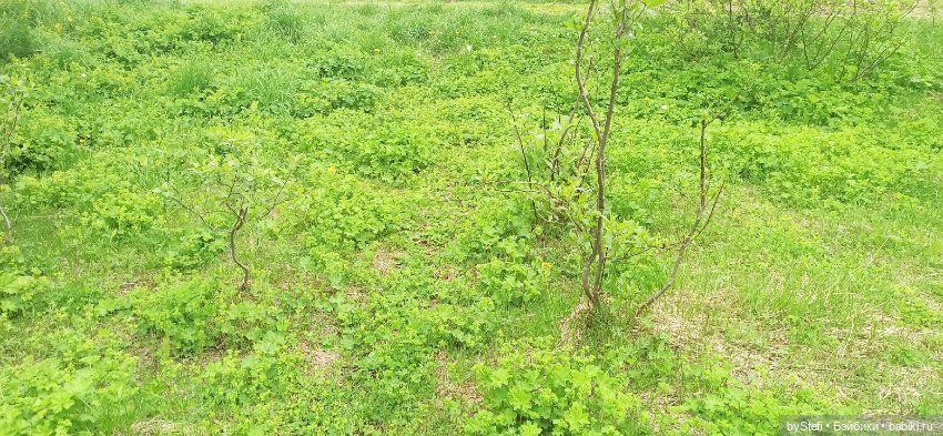 Выловили солнечный денёк)) 19.06.2021. Заполярье. Прогулка. Часть 4