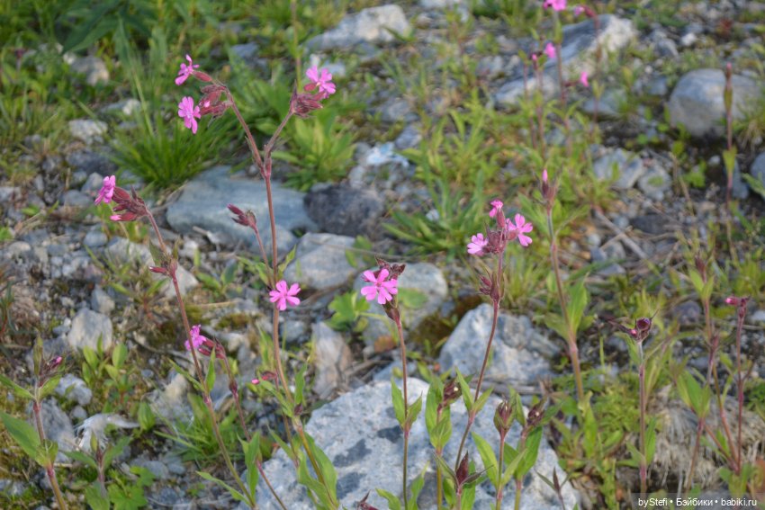 Выловили солнечный денёк 19.06.2021. Заполярье. Прогулка. Часть 5 (фото 6)