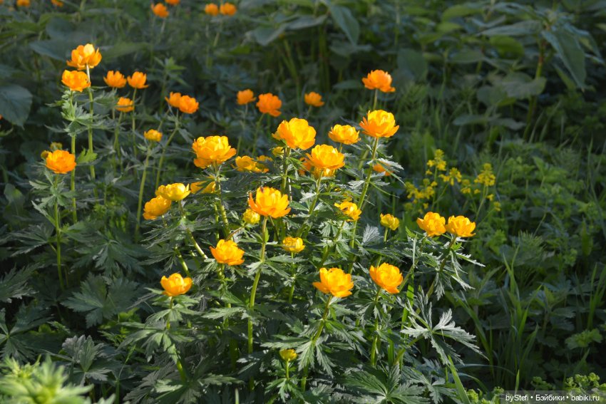 Выловили солнечный денёк 19.06.2021. Заполярье. Прогулка. Часть 6. Заключительная