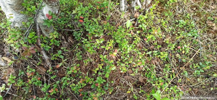 Выловили солнечный денёк 19.06.2021. Заполярье. Прогулка. Часть 3