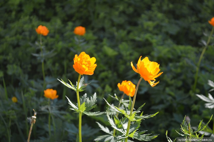 Выловили солнечный денёк 19.06.2021. Заполярье. Прогулка. Часть 5